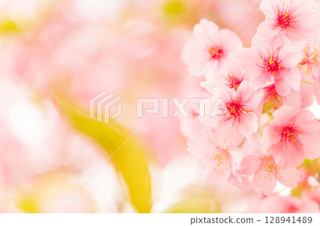 櫻花/春天的形象 櫻花/春天的形象 128941489