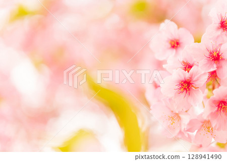 Cherry blossoms/spring image 128941490