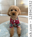 Tiny Poodle in an Aloha Shirt 128941932