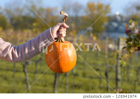 A persons hand holding a freshly picked orange pumpkin by the stem during a sunny autumn day 128941974
