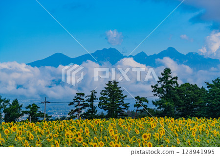 [Yamanashi Prefecture] Sunflowers in Akeno, with Yatsugatake in the background 128941995