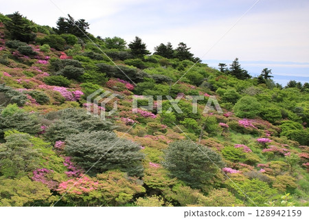 杜鵑花盛開在斜坡上 128942159