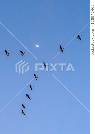月亮和大雁描繪了一幅清晨的圖畫 128942463