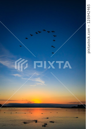 Migratory birds taking off from Mamenuma and the morning sky 128942465