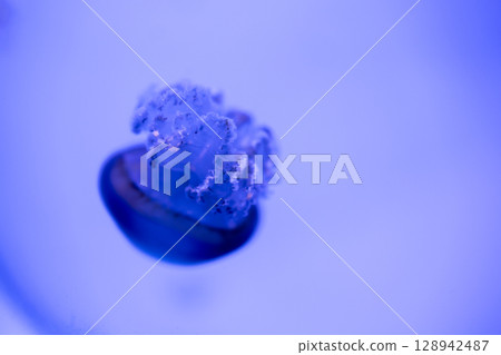 View of Aequorea victoria jellyfish, focus selective View of Aequorea victoria jellyfish, focus selective 128942487