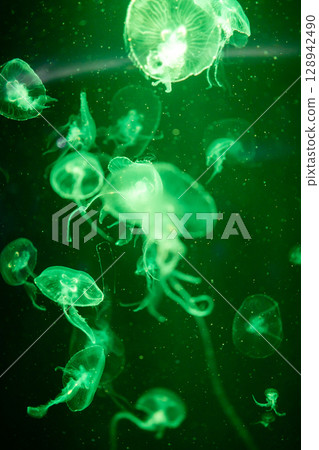 View of Aequorea victoria jellyfish, focus selective 128942490