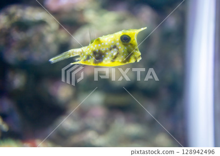 View of Yellow puffer fish, focus selective View of Yellow puffer fish, focus selective 128942496