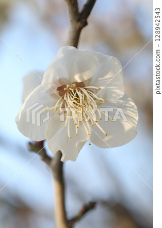 white plum blossom 128942543