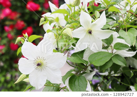 White Clematis Flowers Forever Friends White Clematis Flowers Forever Friends 128942727