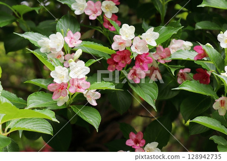 Red and white flowers of Deutzia pratense Red and white flowers of Deutzia pratense 128942735