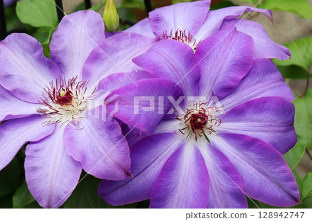 Clematis Ketaka, purple with white stripes 128942747