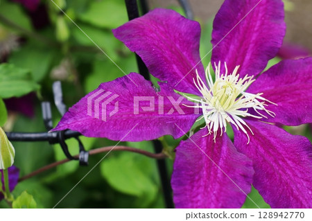The Vagabond, a clematis with reddish purple flowers 128942770