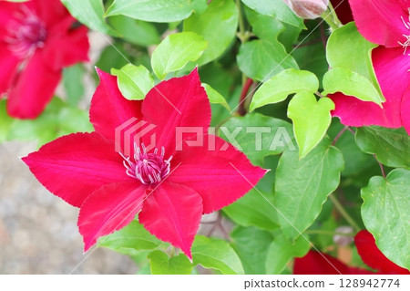 努比亞鐵線蓮，花朵鮮紅 128942774