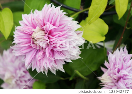 Double-flowered pink clematis Josephine 128942777