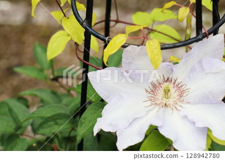 開白花的鐵線蓮渣 開白花的鐵線蓮渣 128942780
