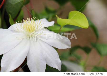 Pure white clematis Ginga Pure white clematis Ginga 128942783