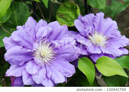 Purple double-flowered clematis Kiri Te Kawana Purple double-flowered clematis Kiri Te Kawana 128942788