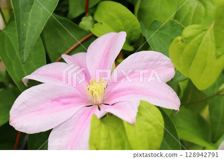 Pink Clematis Eva Pink Clematis Eva 128942791