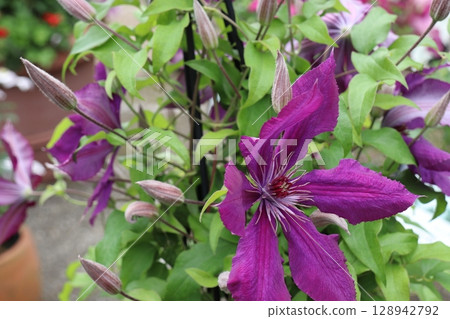 紅紫鐵線蓮 Honora 紅紫鐵線蓮 Honora 128942792