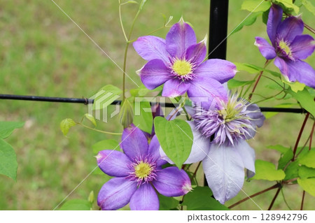 Blue-purple clematis Blue Light Blue-purple clematis Blue Light 128942796