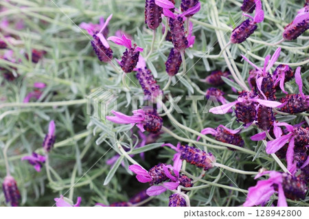 法國薰衣草的紫色花朵 法國薰衣草的紫色花朵 128942800