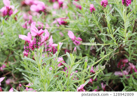 粉紅法國薰衣草 Laveanna Pink Lollipop 粉紅法國薰衣草 Laveanna Pink Lollipop 128942809