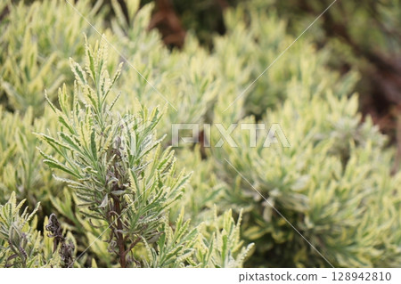 雜色薰衣草梅洛 雜色薰衣草梅洛 128942810