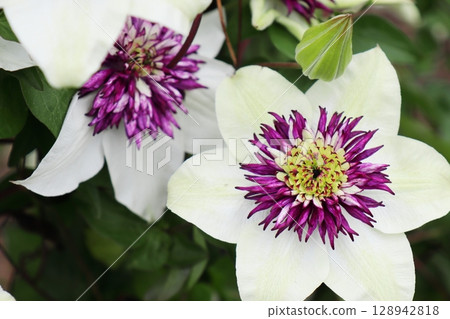 White clematis with purple center White clematis with purple center 128942818