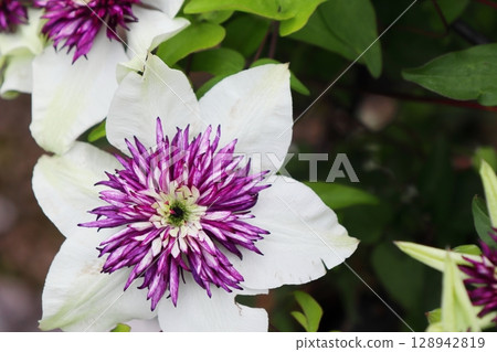 White clematis with purple center White clematis with purple center 128942819