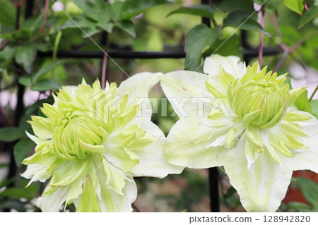 Clematis Hakumanri, which has white flowers with yellow-green centers Clematis Hakumanri, which has white flowers with yellow-green centers 128942820