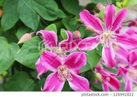 Clematis Pévert Profusion blooms in pink 128942822