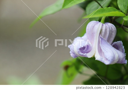 A pale purple clematis of the Violuna variety, Crispa Angel A pale purple clematis of the Violuna variety, Crispa Angel 128942823