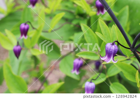 蘇菲,一株紫色的紫羅蘭鐵線蓮 蘇菲,一株紫色的紫羅蘭鐵線蓮 128942824