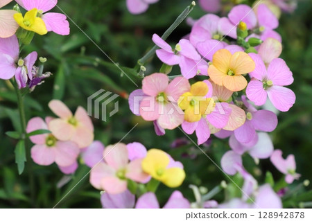 Pink erysimum planted in the garden Pink erysimum planted in the garden 128942878