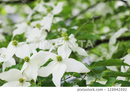 White flowers of Yamabote 128942892