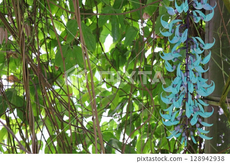 溫室裡的亮藍色玉藤 128942938