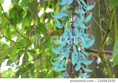 溫室裡的亮藍色玉藤 128942939