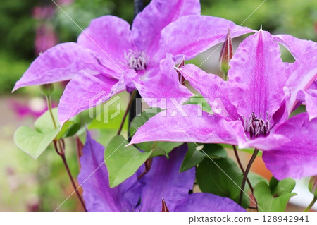 Purple Clematis Musashi Purple Clematis Musashi 128942941