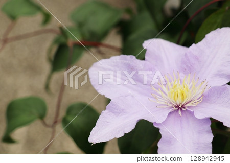 Light purple Clematis Silver Moon Light purple Clematis Silver Moon 128942945
