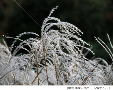 Pampas grass swaying in the wind 128943204