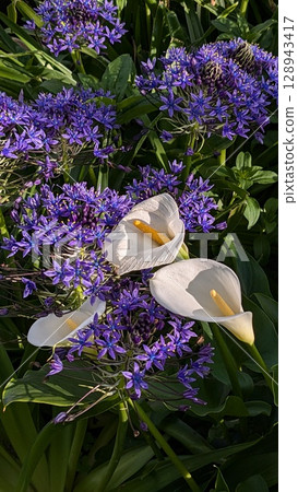 Calla lily and giant crane 128943417