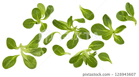 Fresh lamb lettuce, corn salad leaves isolated on white background with clipping path Fresh lamb lettuce, corn salad leaves isolated on white background with clipping path 128943607