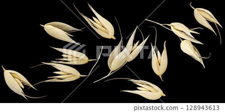 Oat seeds isolated on black background, falling unpeeled oat grains collection, macro, full depth of field Oat seeds isolated on black background, falling unpeeled oat grains collection, macro, full depth of field 128943613