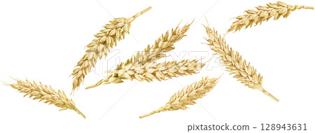 Ears of wheat isolated on white background with clipping path, full depth of field, collection Ears of wheat isolated on white background with clipping path, full depth of field, collection 128943631