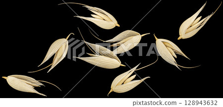 Oat seeds isolated on black background, falling unpeeled oat grains collection, macro, full depth of field 128943632