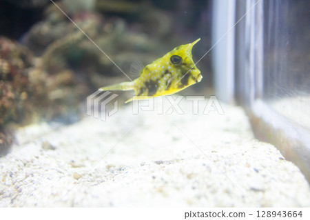 View of Yellow puffer fish, focus selective 128943664