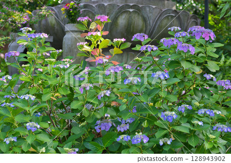 Hydrangeas blooming on the roadside White hydrangeas Blue hydrangeas Pink hydrangeas Cute hydrangeas Hydrangeas blooming on the roadside White hydrangeas Blue hydrangeas Pink hydrangeas Cute hydrangeas 128943902