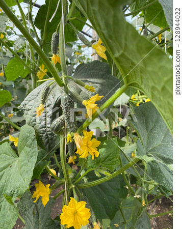 Beautiful Green Cucumbers Ripening in a Greenhouse Environment. 128944022