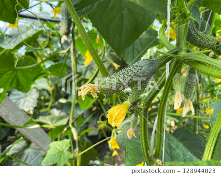 Healthy Ripe Cucumbers Hanging on Lush Green Vines 128944023