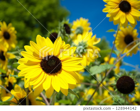 夏日陽光與向日葵 128944142